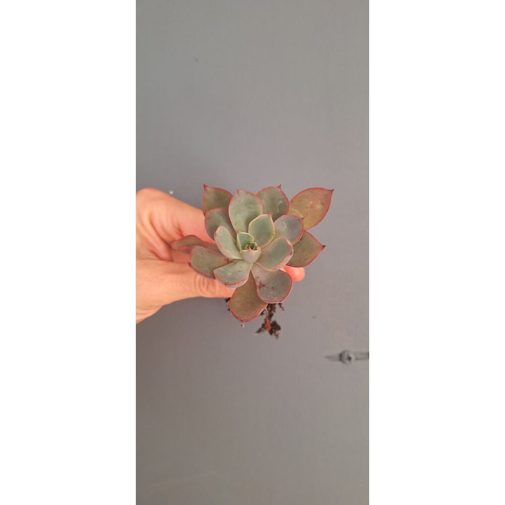 Echeveria Hera
