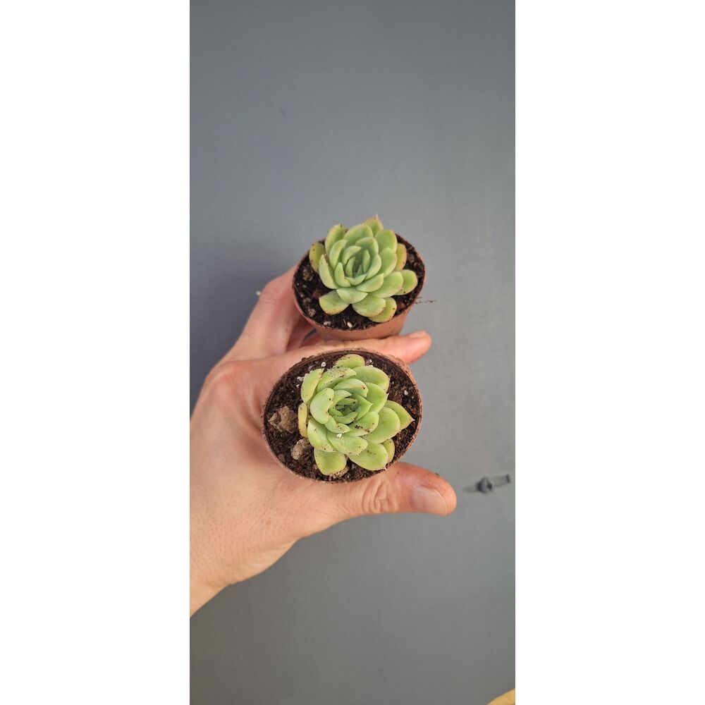 Echeveria Violet Queen 