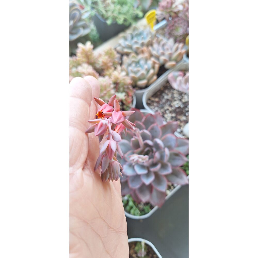Echeveria Hera