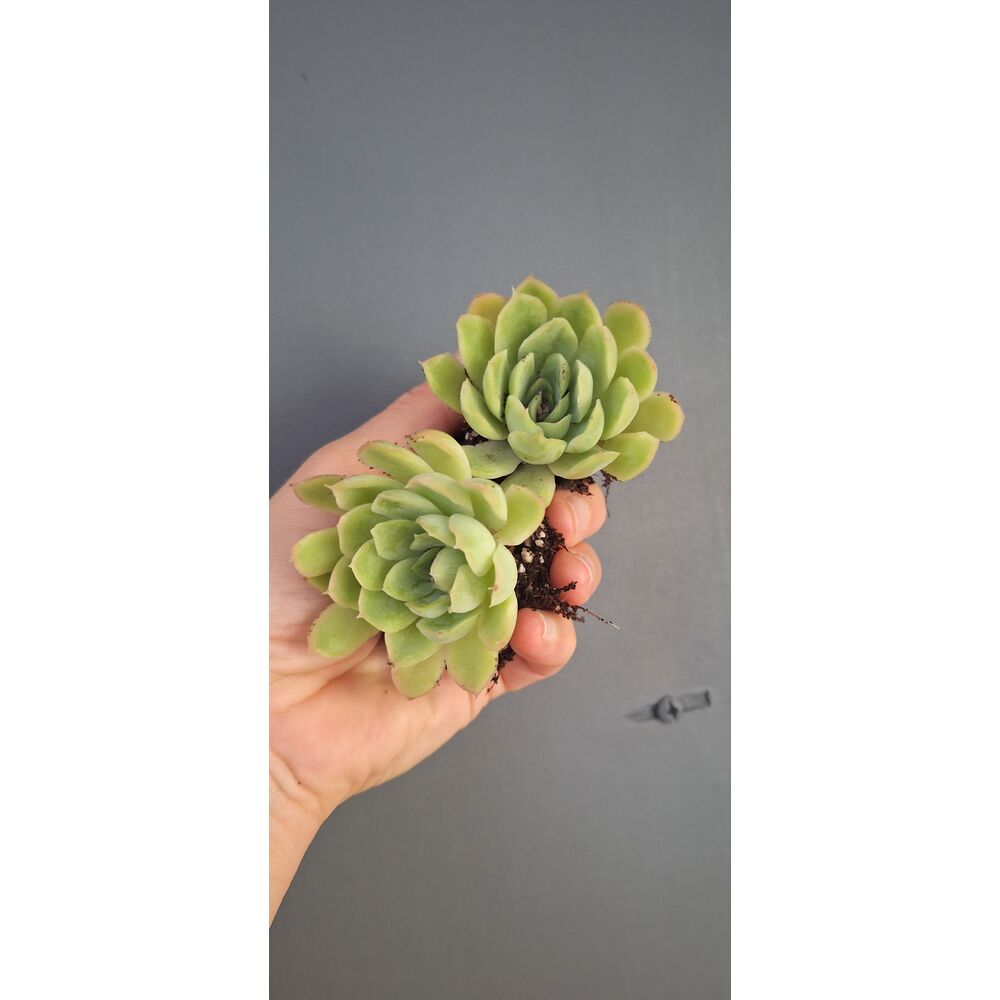 Echeveria Violet Queen 