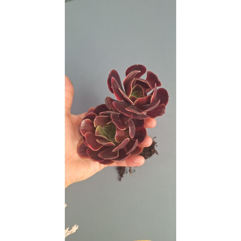 Aeonium Super Bang 