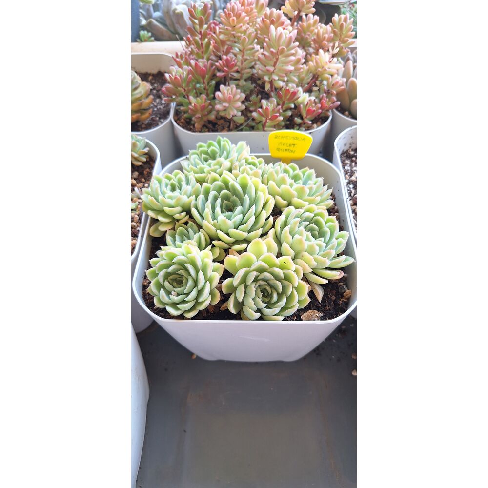 Echeveria Violet Queen 