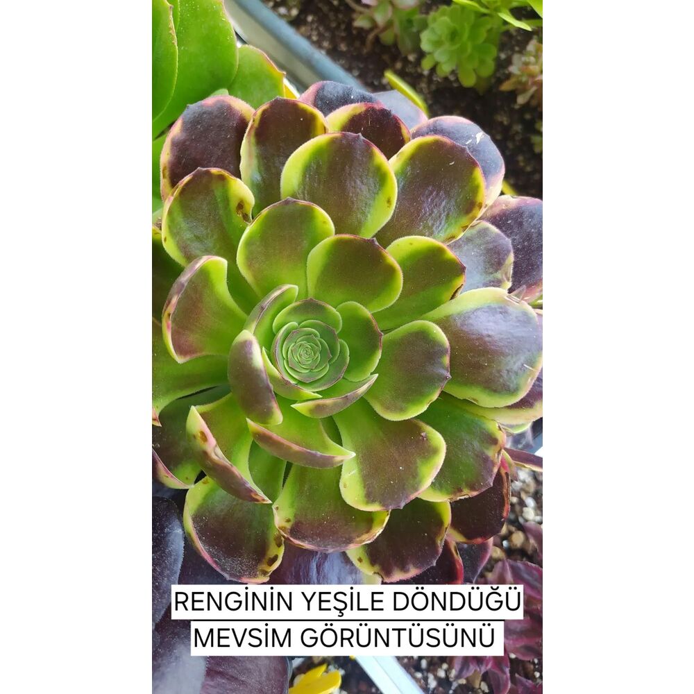 Aeonium Super Bang 