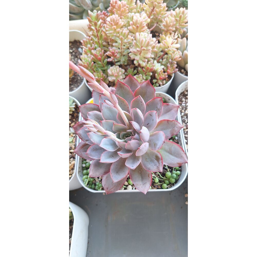 Echeveria Hera