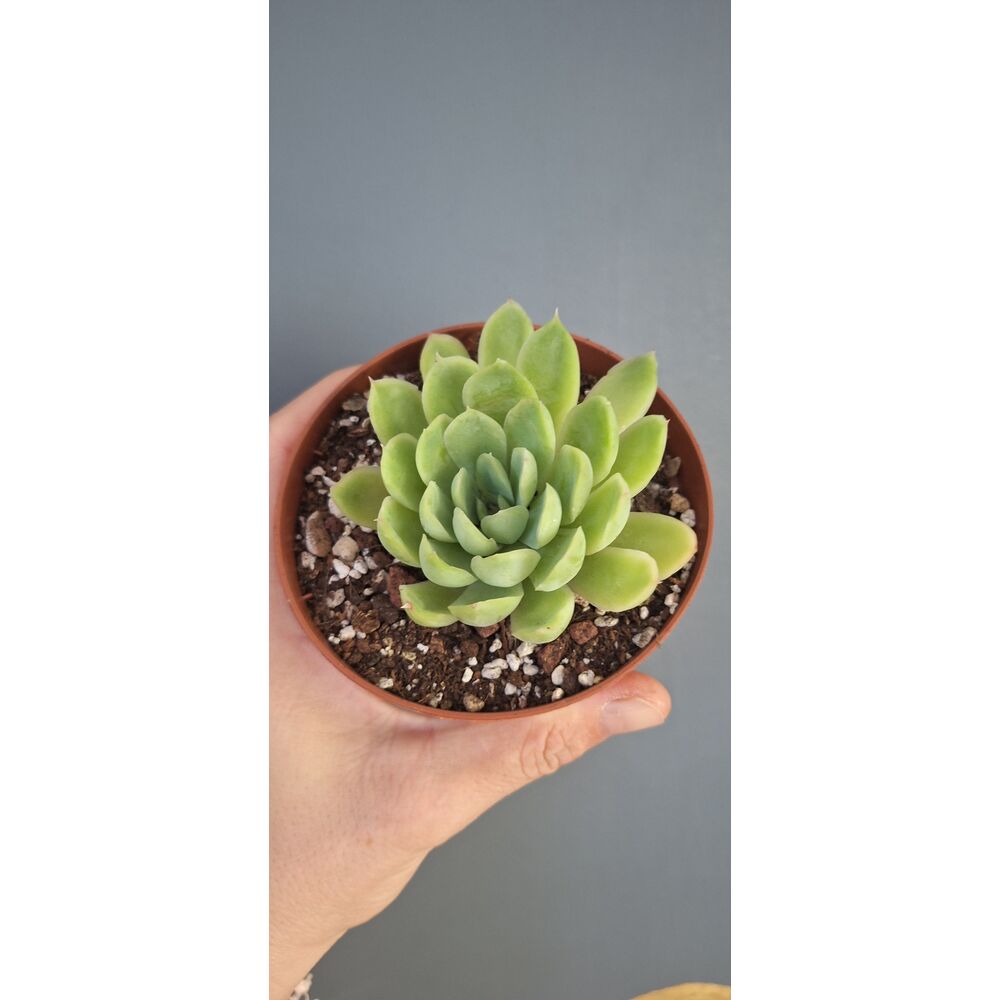 Echeveria Violet Queen 