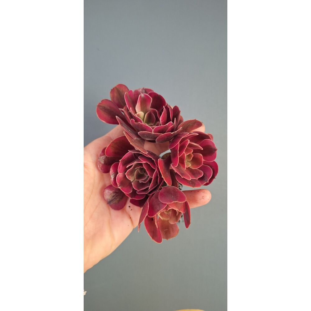 Aeonium Super Bang 