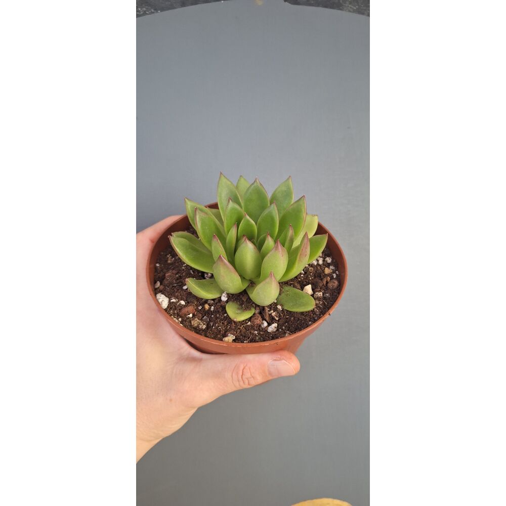 Echeveria Agaviodes