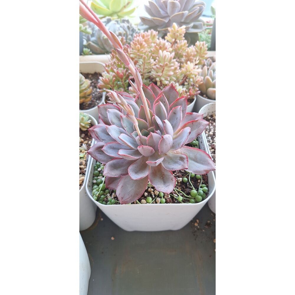Echeveria Hera