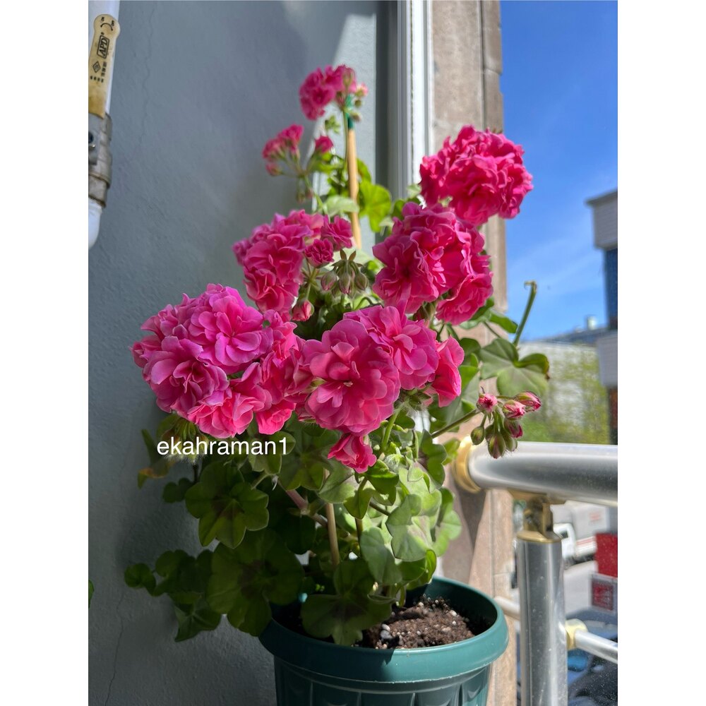 Rus sartaroshini sikadi Rus sartaroshini sikadi