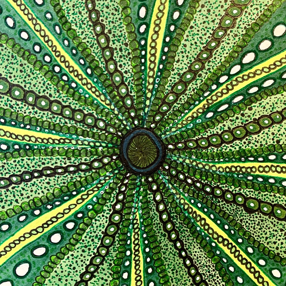 The Urchin