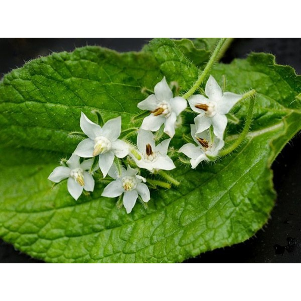 Hodan Beyaz (Borago officinalis Bianca) Fidesi 3 Adet | Her Şey Bahçeden