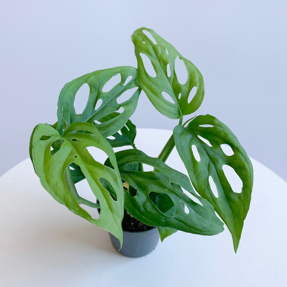 Monstera Adansonii - Deve Taban Bitkisi (Mini) | Maison Plants