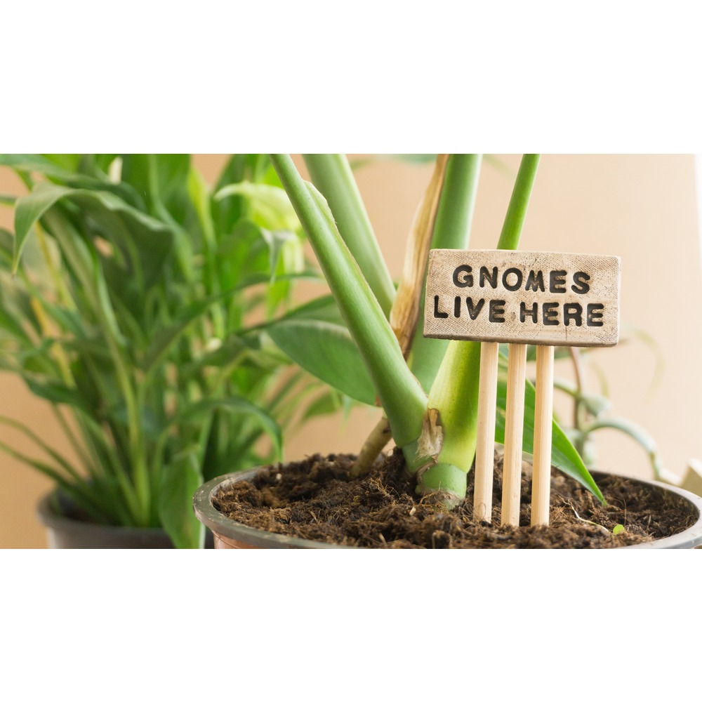 Gnomes Live Here