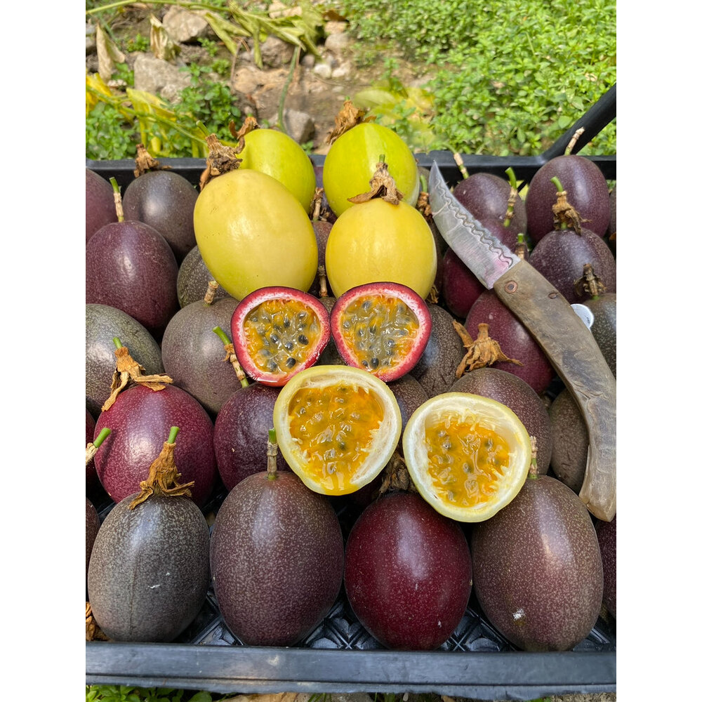 5 KİLOGRAM  - Passiflora Çarkıfelek Meyvesi