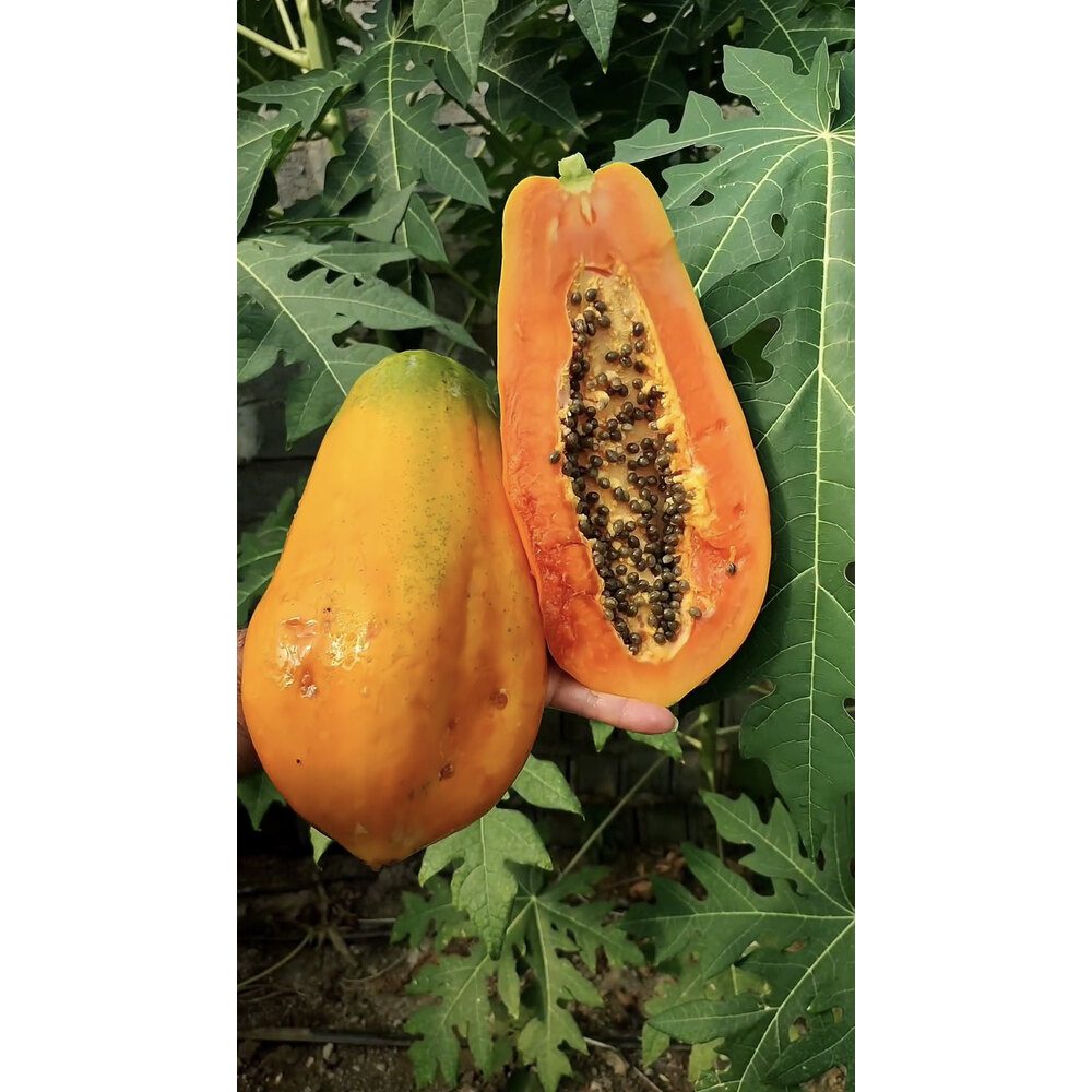 2 ADET PAPAYA MEYVESİ