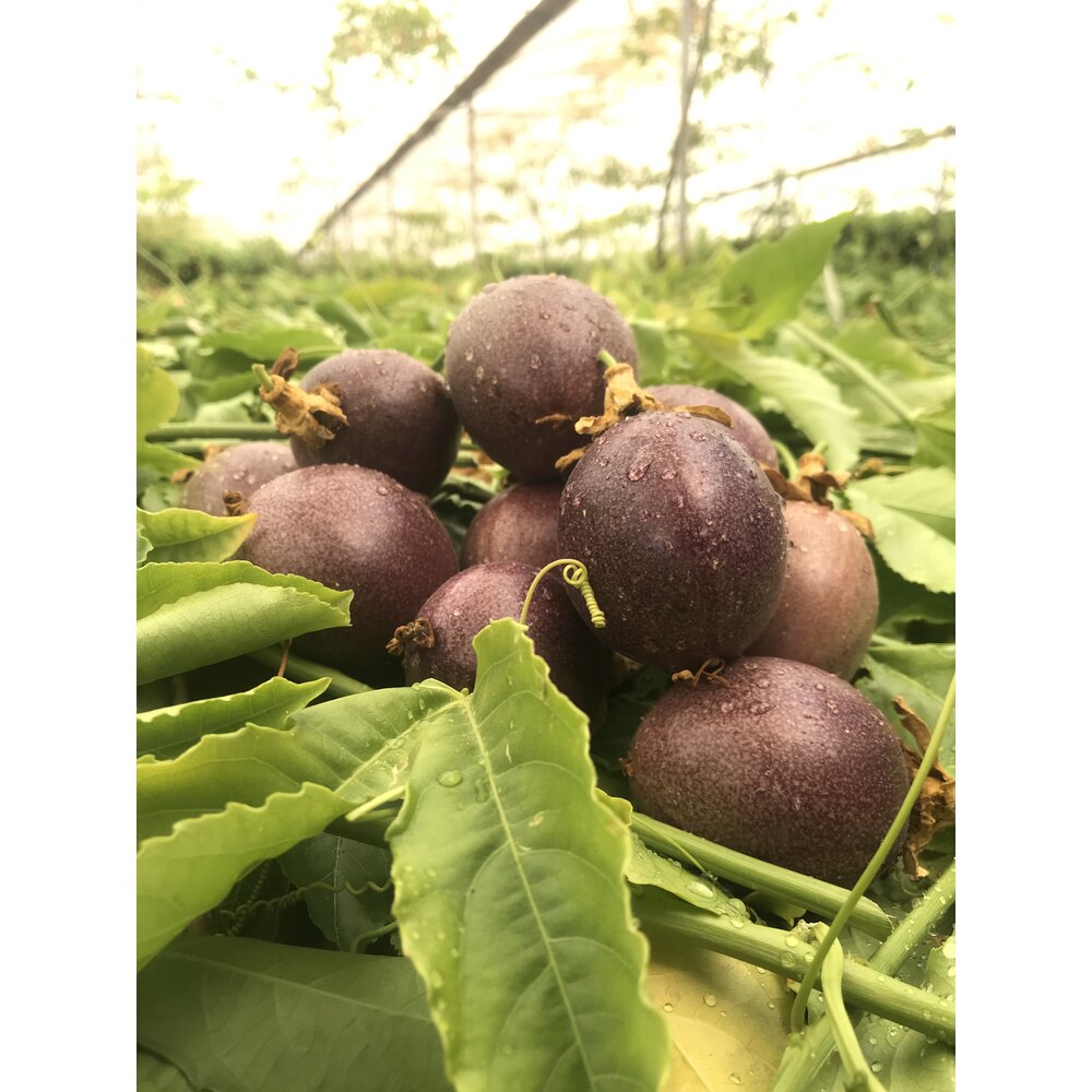 50 ADET TOHUM - Passiflora Meyve Tohumu