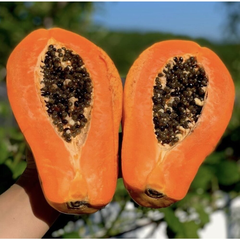 3 ADET PAPAYA MEYVESİ