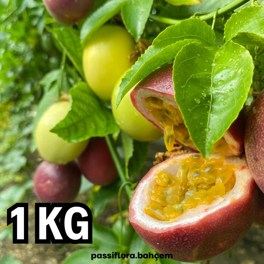 1 KİLOGRAM  - Passiflora Çarkıfelek Meyvesi