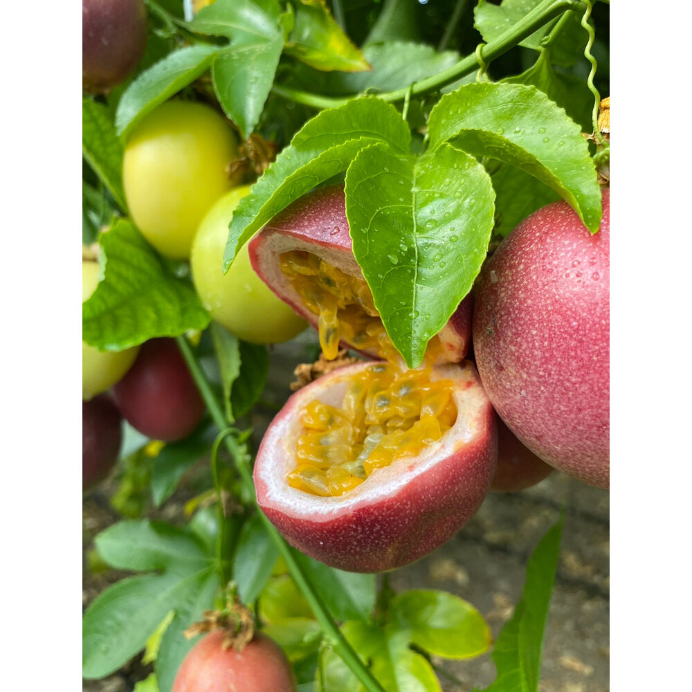 10 KİLOGRAM  - Passiflora Çarkıfelek Meyvesi