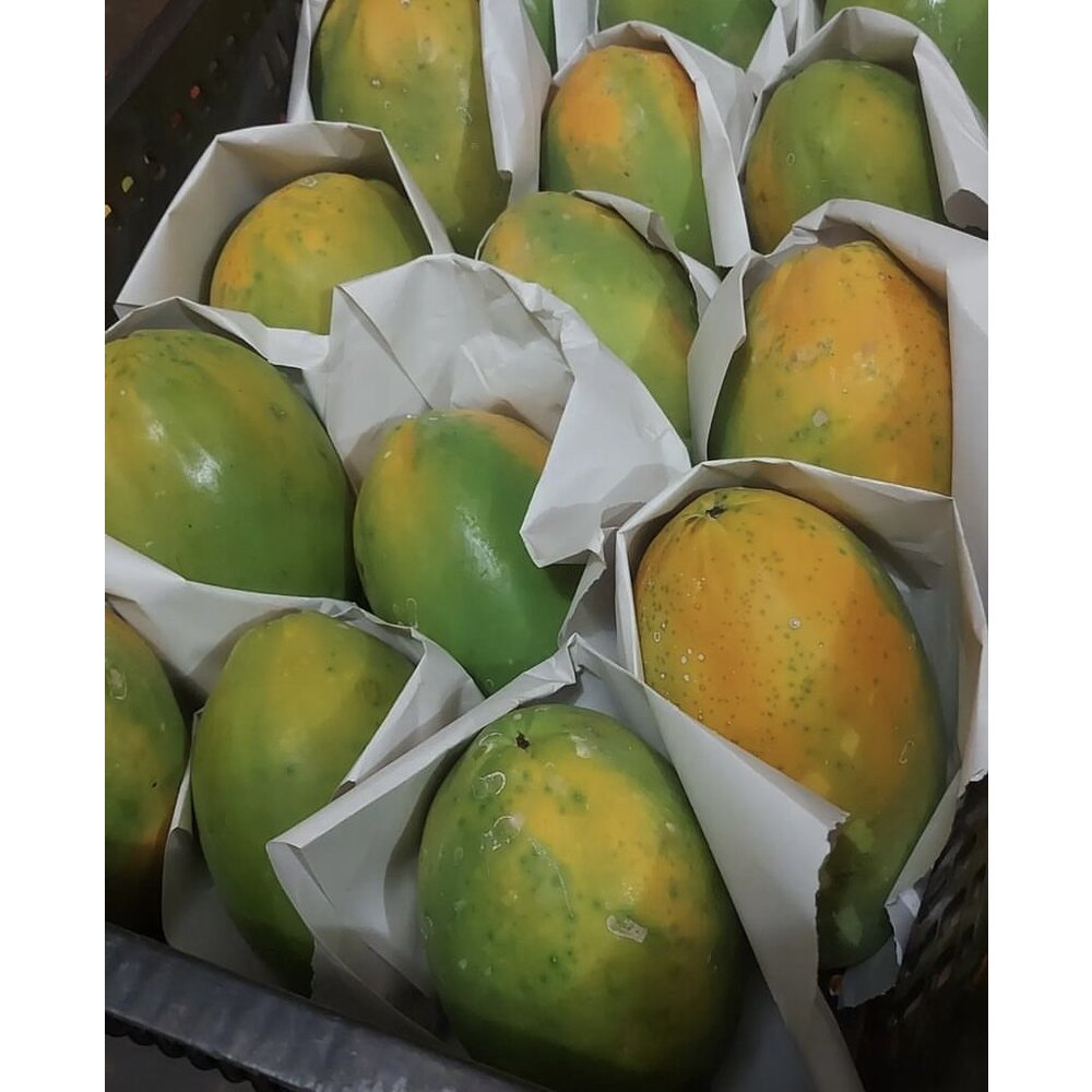 2 ADET PAPAYA MEYVESİ