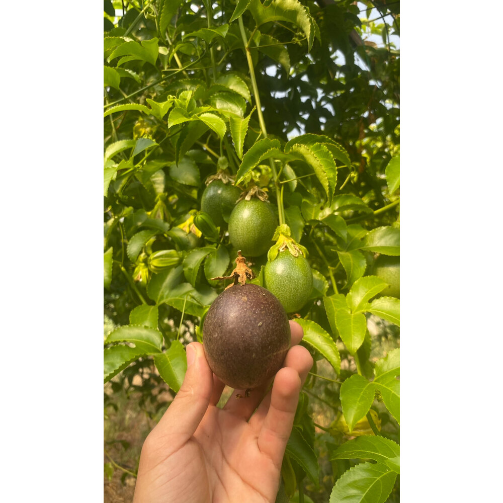 2 ADET FİDAN - Passiflora Çarkıfelek Meyve Fidanı