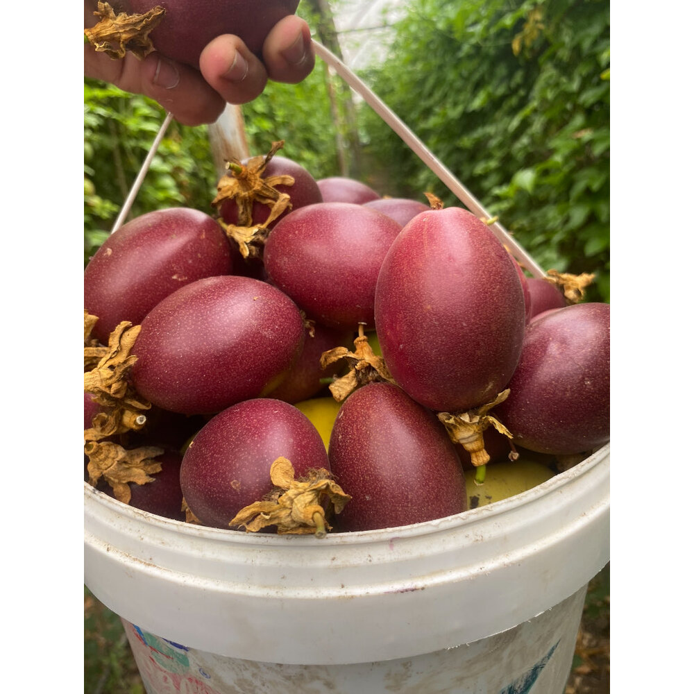5 KİLOGRAM  - Passiflora Çarkıfelek Meyvesi