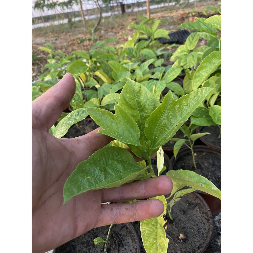 2 ADET FİDAN - Passiflora Çarkıfelek Meyve Fidanı