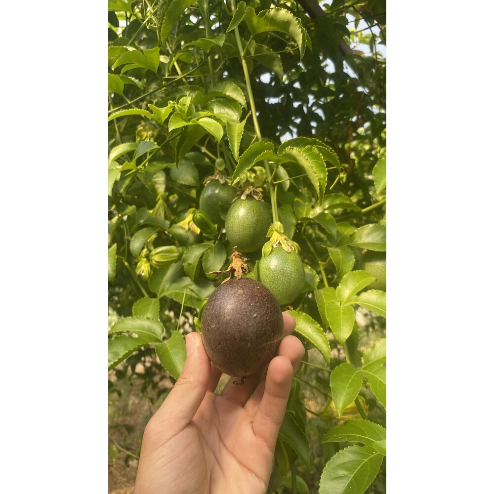 4 ADET FİDAN - Passiflora Çarkıfelek Meyve Fidanı