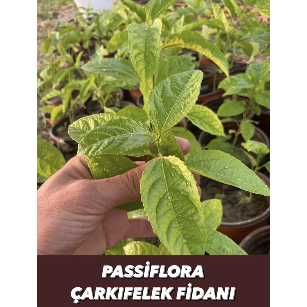 4 ADET FİDAN - Passiflora Çarkıfelek Meyve Fidanı