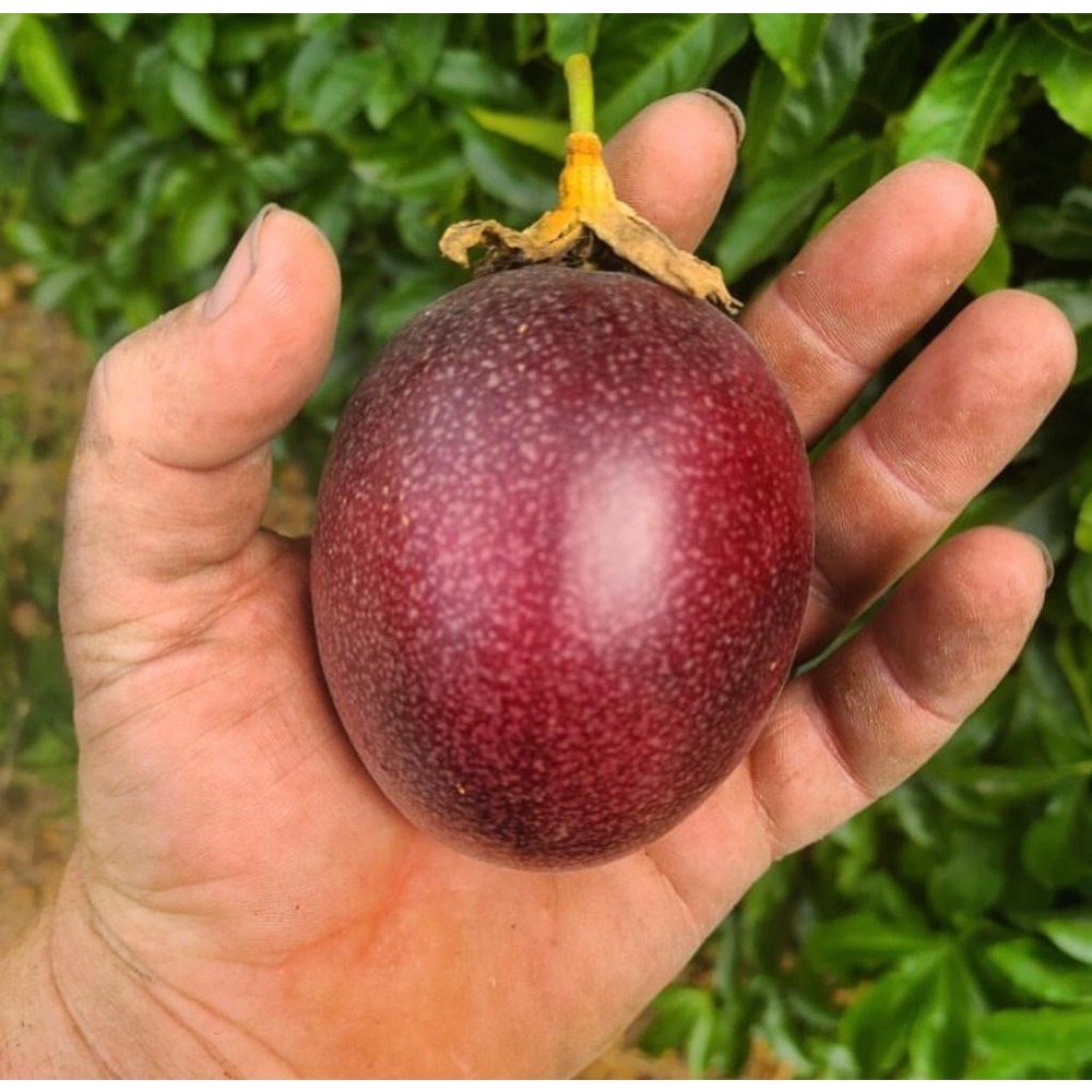 50 ADET TOHUM - Passiflora Meyve Tohumu
