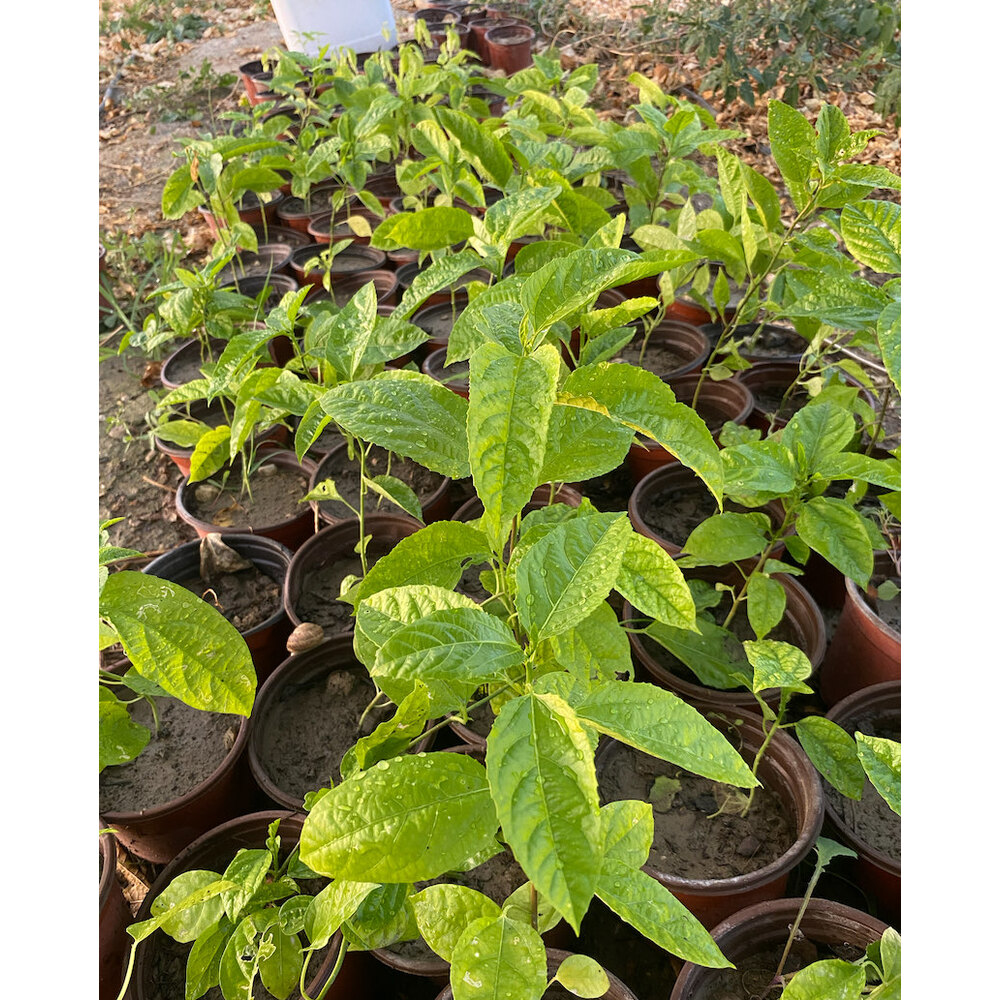 4 ADET FİDAN - Passiflora Çarkıfelek Meyve Fidanı