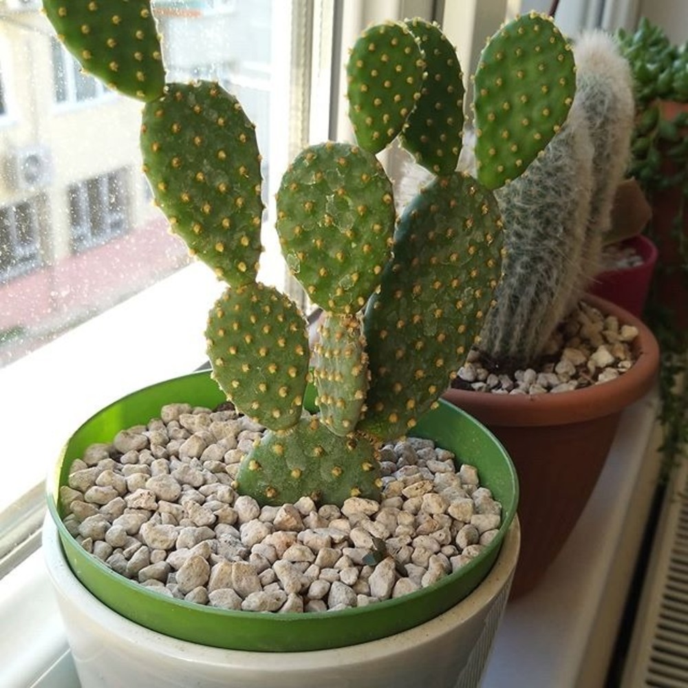Opuntia-Tavan kula (kakts) | plantnaturelovers