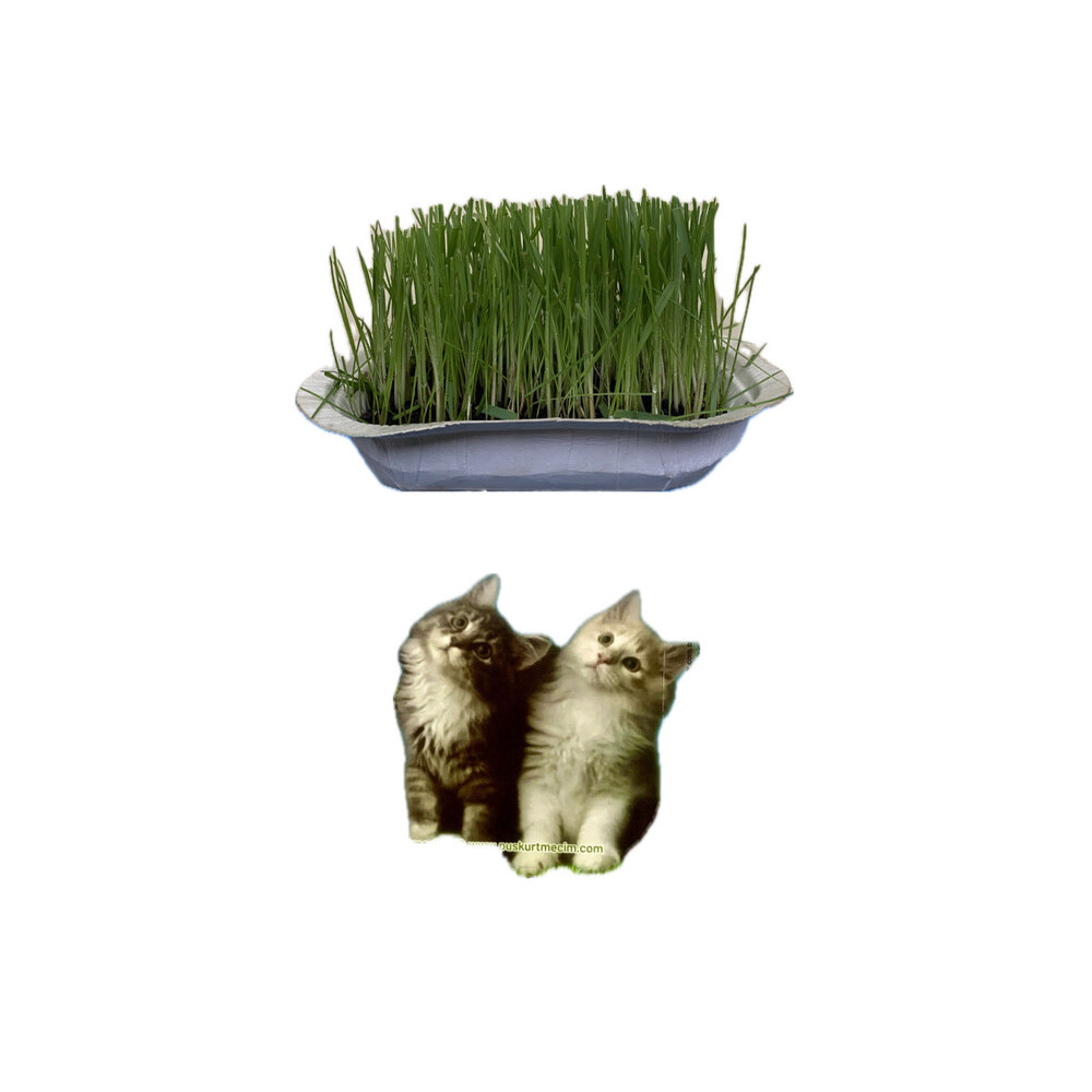 Püskürtme Çim Yavru ve Yetişkin Kediler İçin Kedi Çimi 
