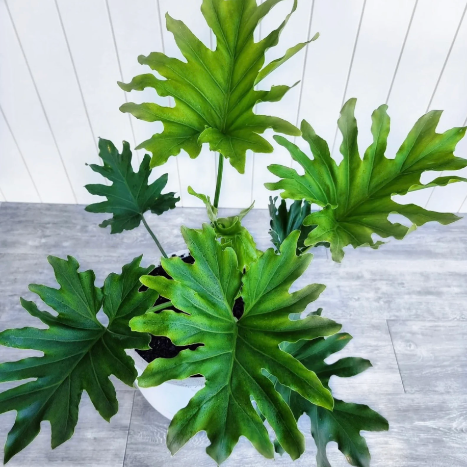 5 Adet Sarmaşık Deve Tabanı (Philodendron Selloum) Tohumu