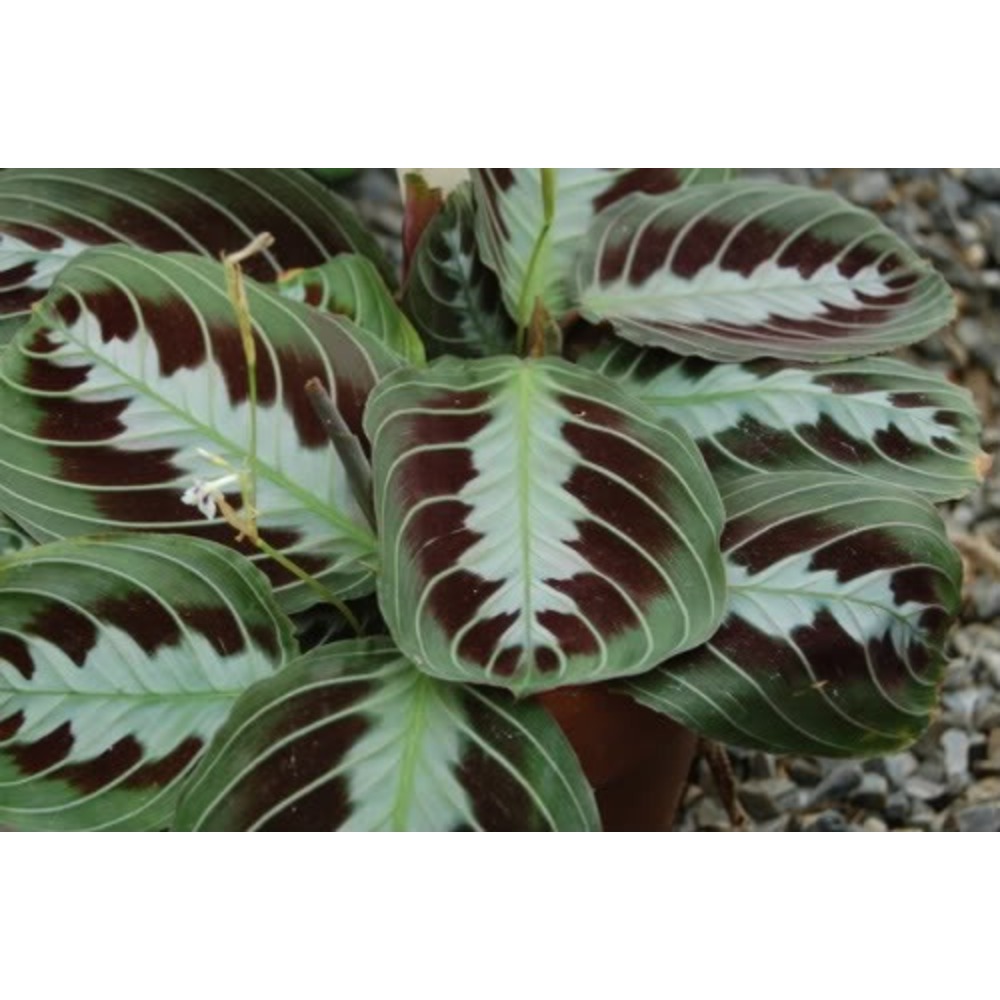 Maranta Dua Çiçeği Tohumu