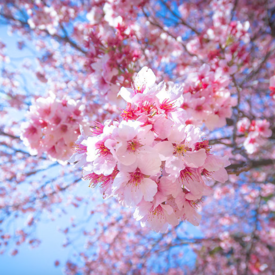 10 Adet Pembe Cherry Blossom Ağacı Tohumu