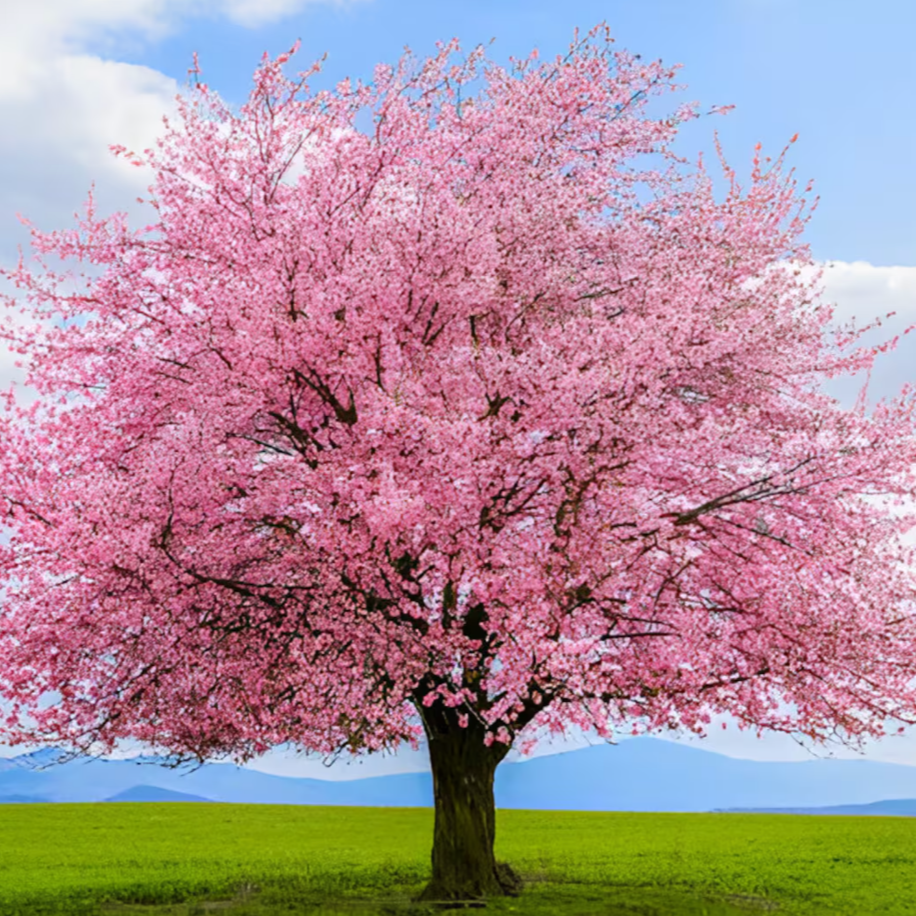 10 Adet Pembe Cherry Blossom Ağacı Tohumu