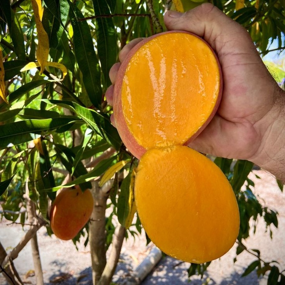 Aşılı Mango Fidanı 1 Adet