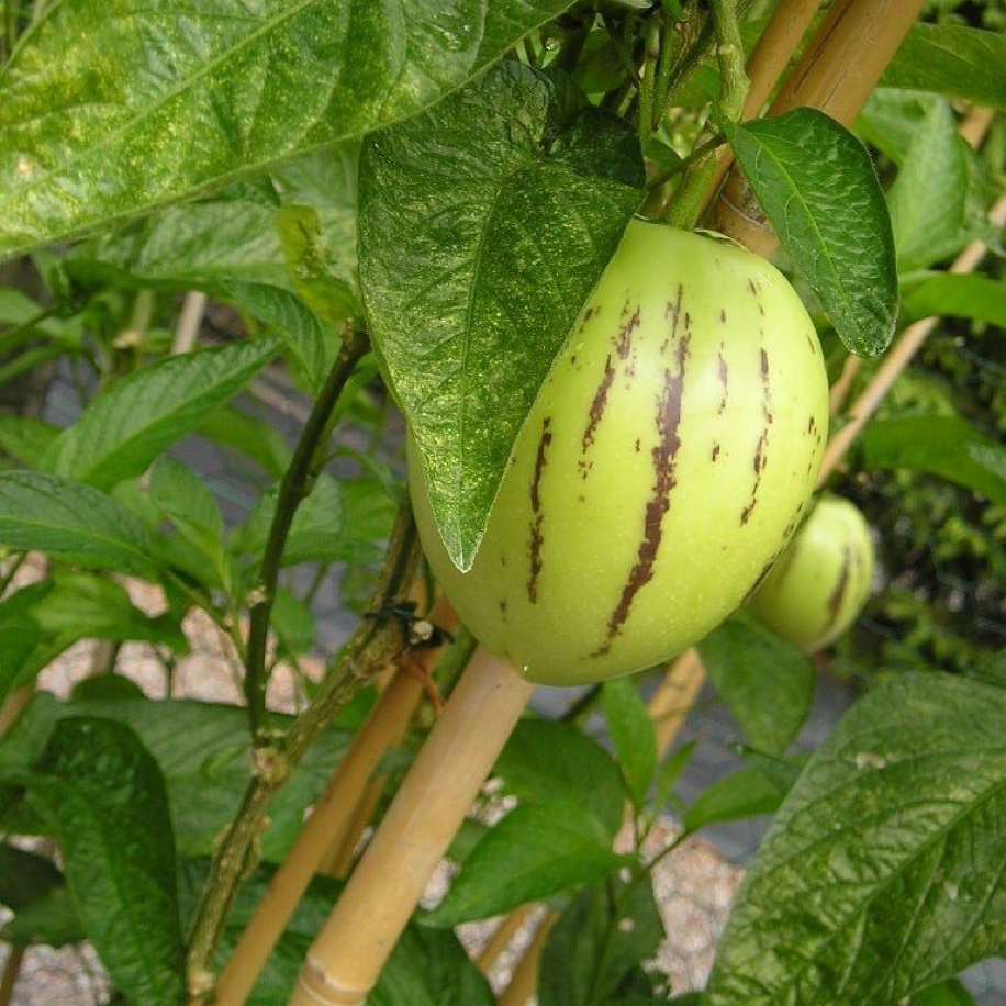 Dalından Taze Pepino Meyvesi 1 Kg