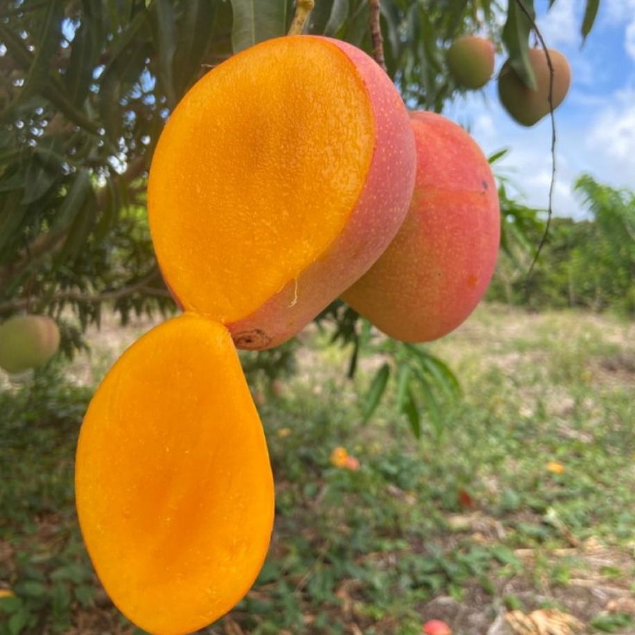 Aşılı Mango Fidanı 1 Adet