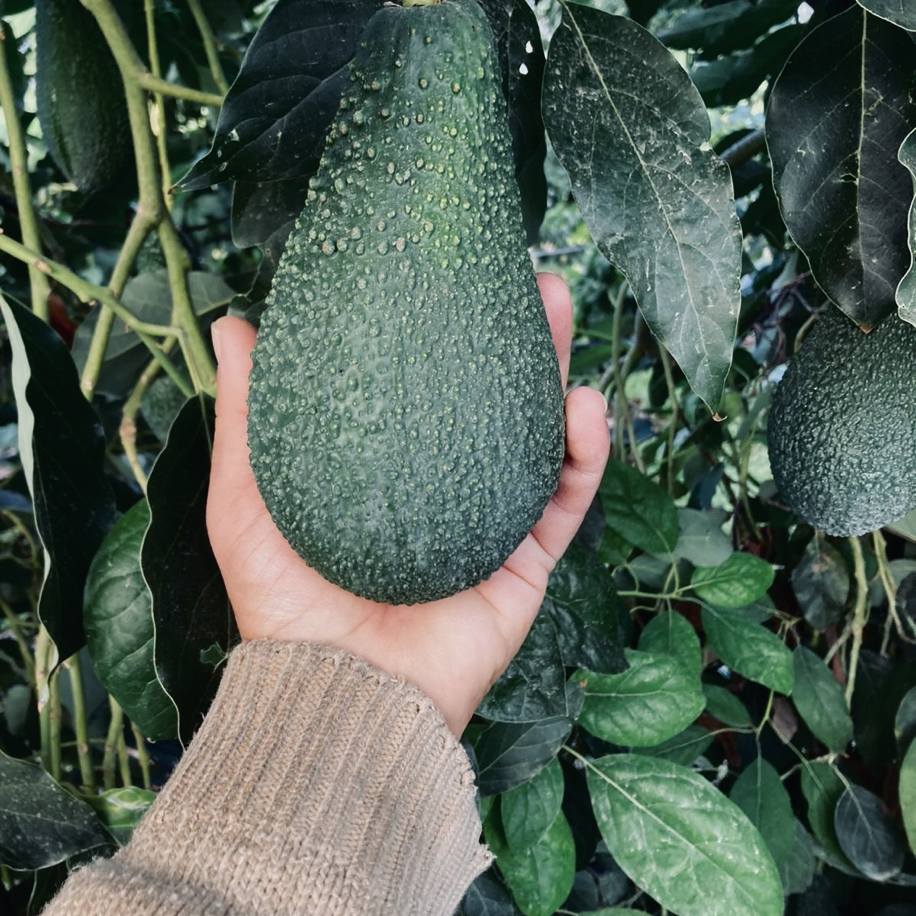 Dalından Taze Avokado (Pinkerton) 1Kg