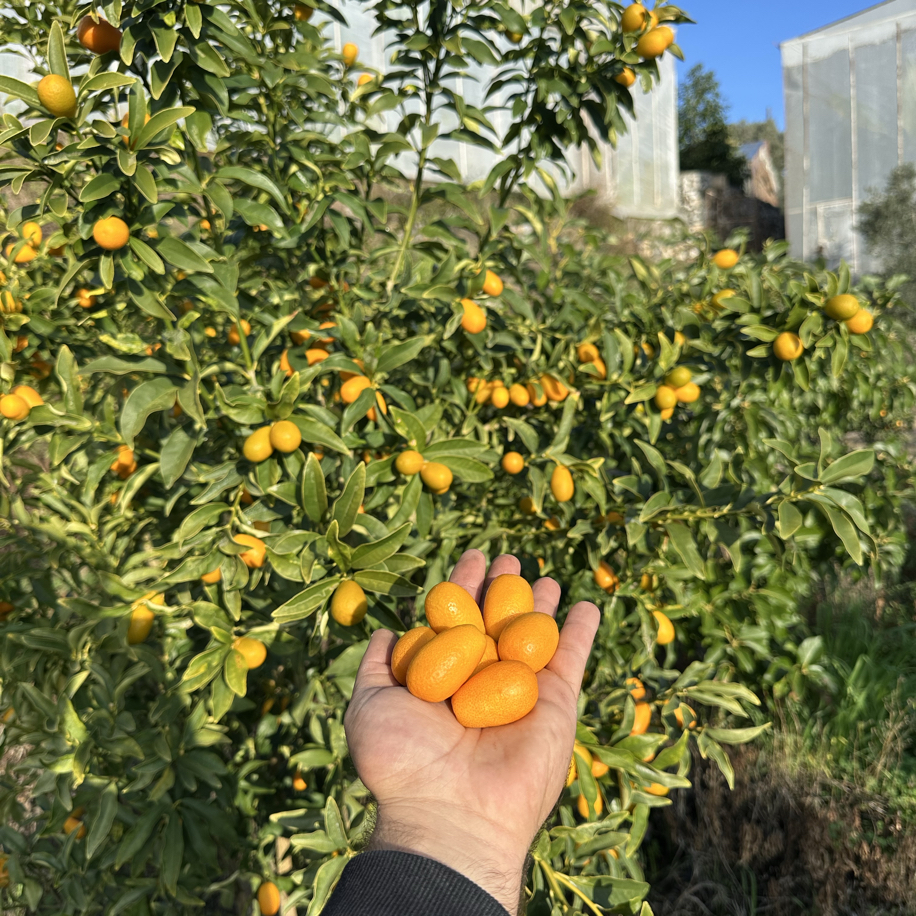 Dalından Taze Kumkuat-Kumkat 1 Kg