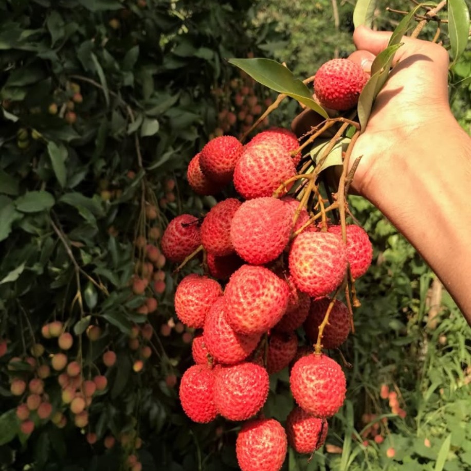 Lychee-Kral Meyvesi Fidanı 1 Adet