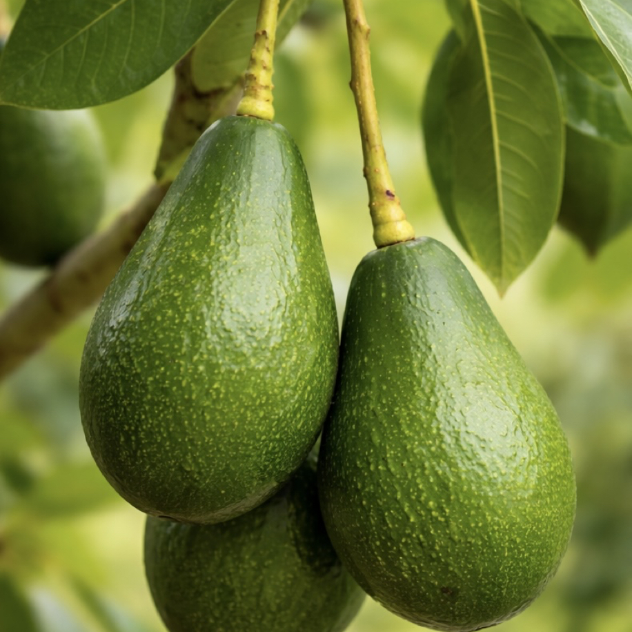 Dalından Taze Avokado Fuerte 1Kg