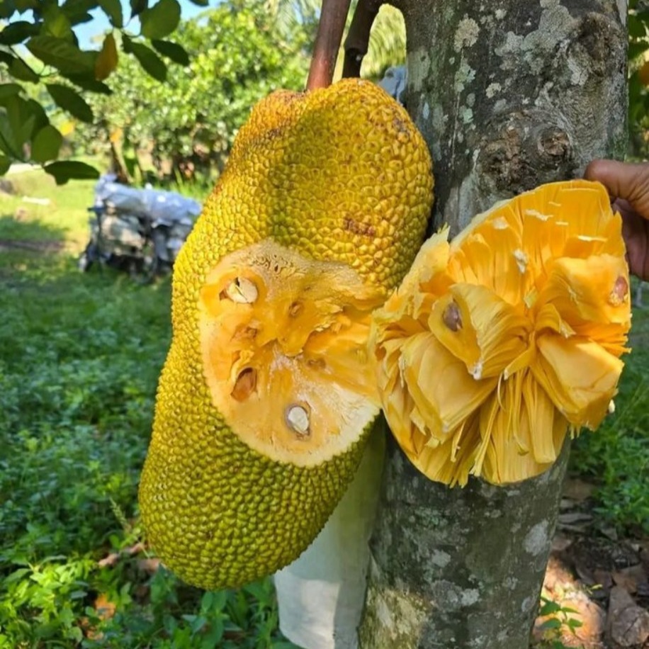 Jack Fruit Meyvesi Fidanı 1 Adet 