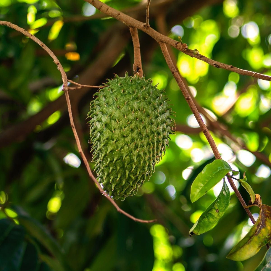 Graviola(Soursop) Meyvesi Fidanı 1 Adet