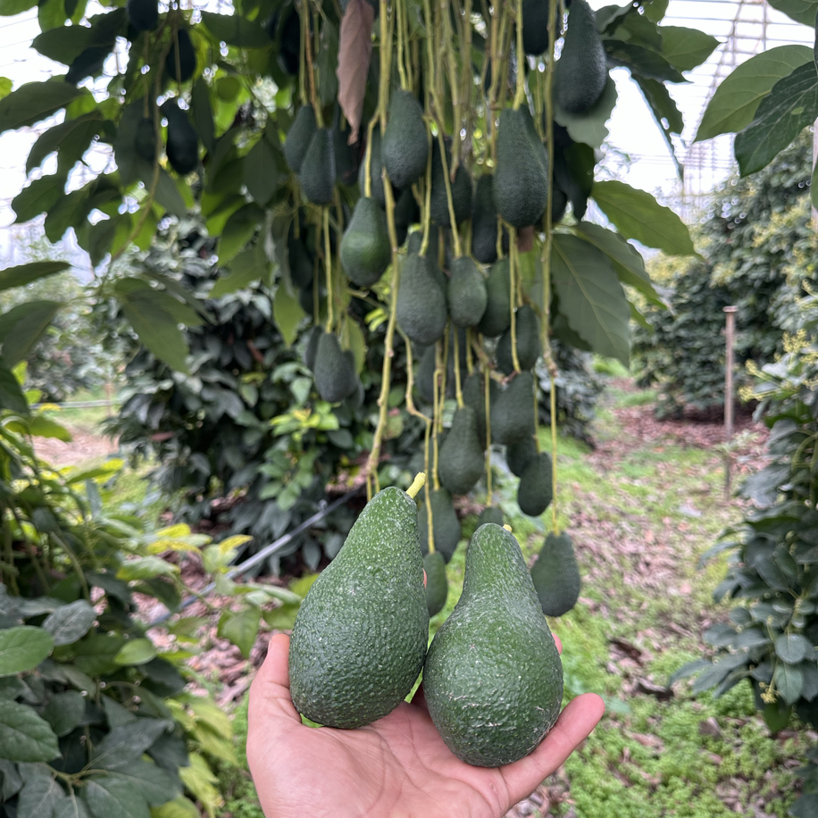 Dalından Taze Avokado (Pinkerton) 1Kg