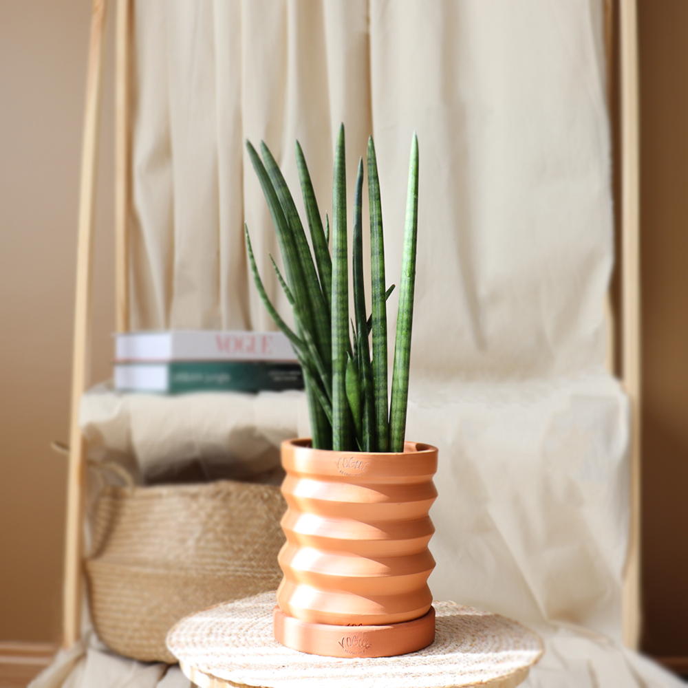 sansevieria cylindrica in pot with golden background Stock Photo - Alamy