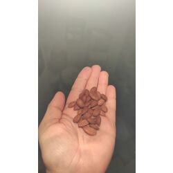 Kaygısı Çekirdeği . 500 gram