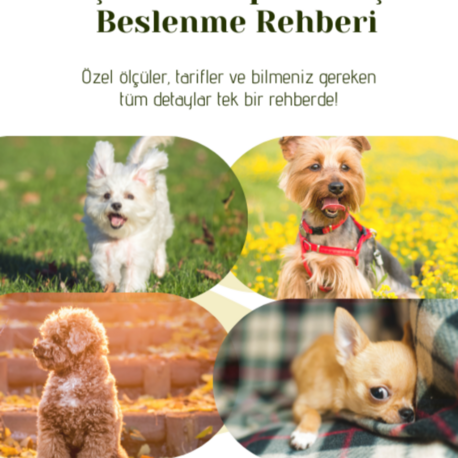 Küçük Irk Köpekler İçin Beslenme Rehberi